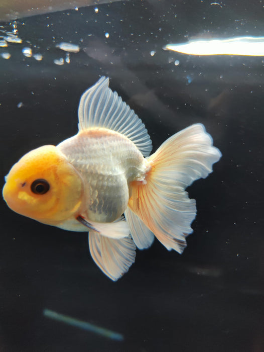 Live Fancy Goldfish Thai Oranda Full White Orchid Tail 3" Body Male GIANT BREED (CR-001)R1B07