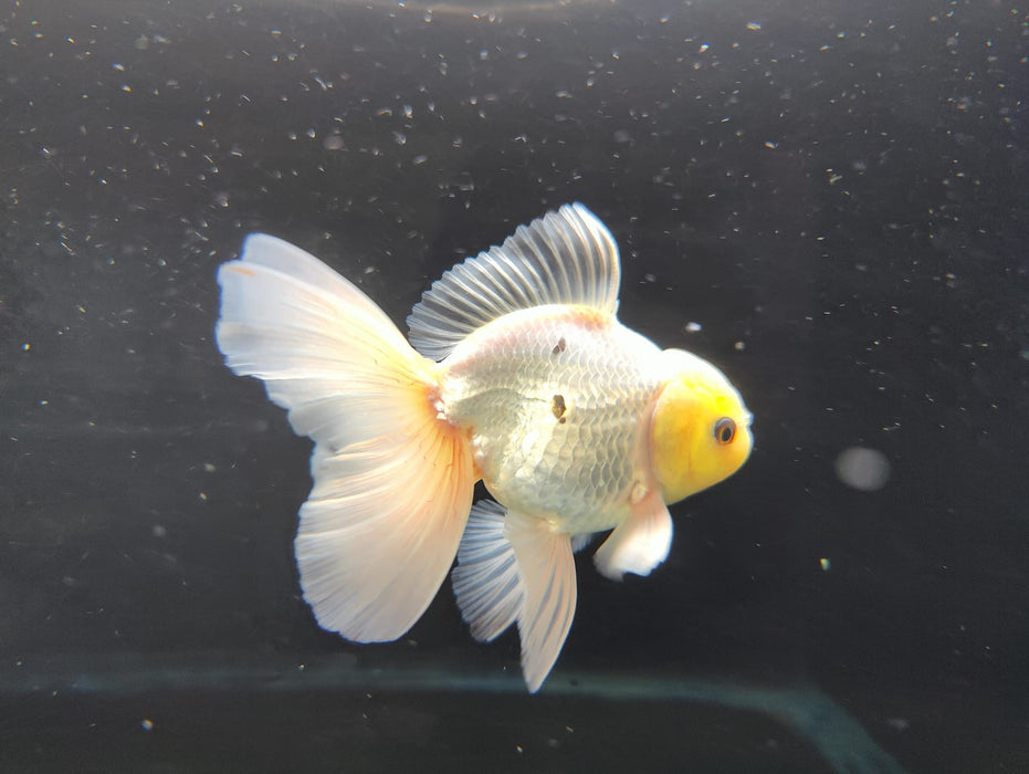 Live Fancy Goldfish Thai Oranda Full White Orchid Tail 3" Body Male GIANT BREED (CR-001)R1B07