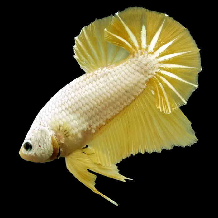 Female Betta Fish Yellow Dragon Sorority Buy 4 Get 1 Free (CBG-005-YELLOW)