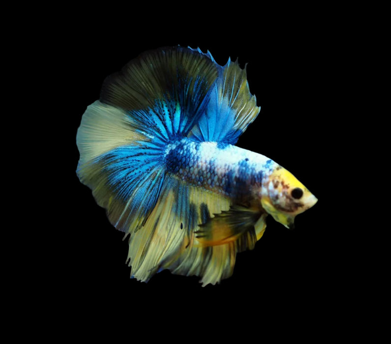 Yellow Fancy Marble over halfmoon male betta