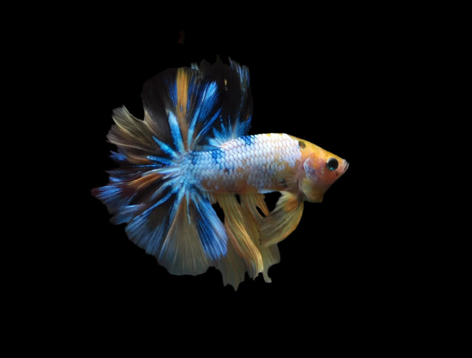 Yellow koi/blue marble Skyhawk halfmoon male betta