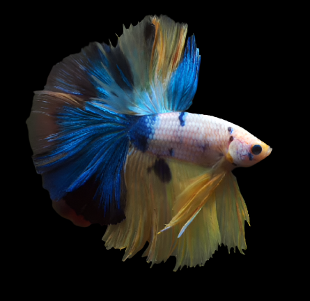 Show Grade Fancy Yellow Koi Marble Skyhawk Betta Male halfmoon