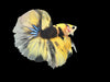 Show Grade Fancy Yellow Koi Marble Skyhawk Betta Male for sale