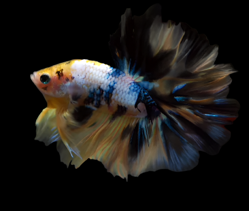 Show Grade Fancy Yellow Koi Marble Skyhawk Betta Male halfmoon