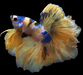 Show Grade Fancy Yellow Koi Marble Skyhawk Betta Male