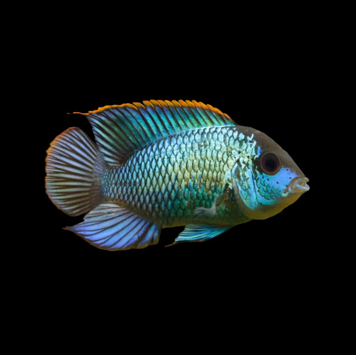 Live Tropical Freshwater Fish Electric Blue Acara 2.00 inch (CHD-147)