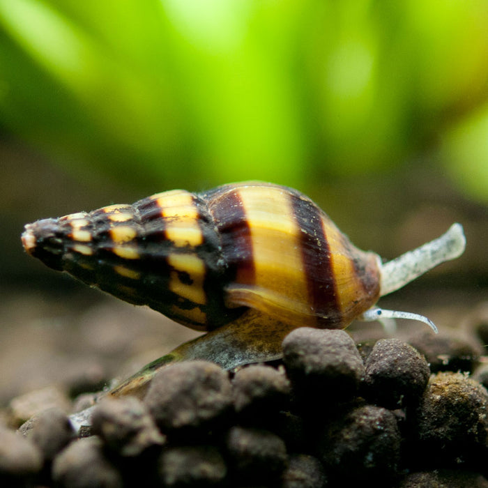 Live Freshwater Assassin Snail (Anentome helena)