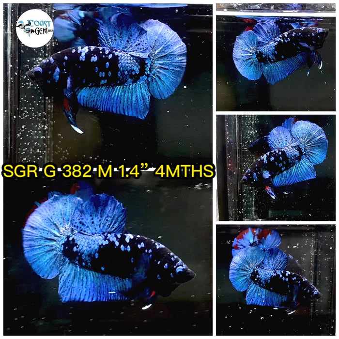 Live Freshwater Betta Males Premium Plakat Male Betta Plakat Mix Avatar (CBM-1068)Our Choice BUY 4 GET 1 FREE! MIX & MATCH