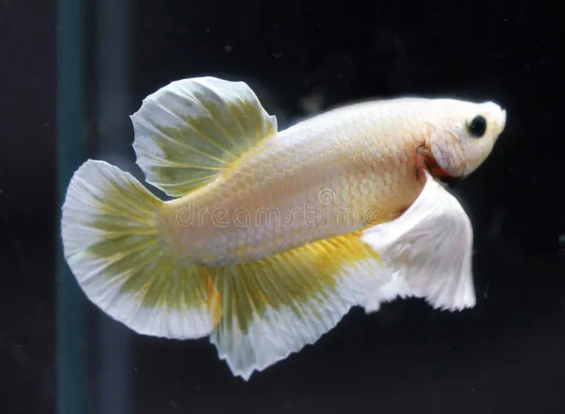 Live Freshwater Fancy Mixed Color Dumbo Plakat Male Betta LIGHT TONE (CBM-1075) Our Choice BUY 4 GET 1 FREE! MIX & MATCH