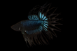 Black Orchid crowntail betta