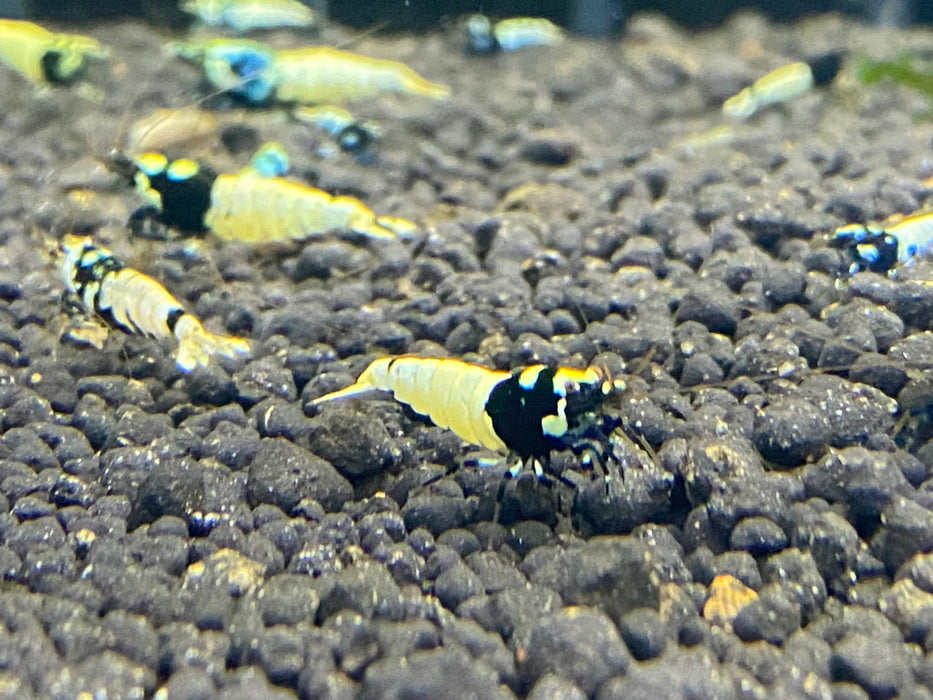 Live Freshwater Aquarium Shrimp Black Pinto (Caridina)