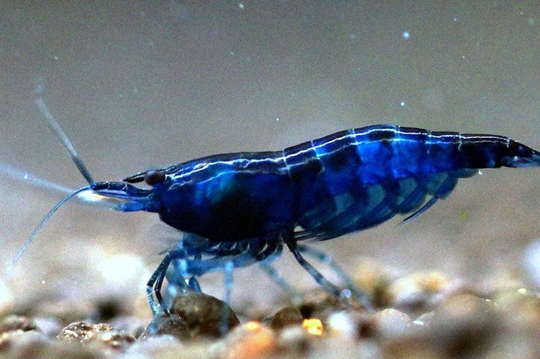 Live Freshwater Aquarium Show Grade Blue Sapphire Shrimp - 5 $25, 10 