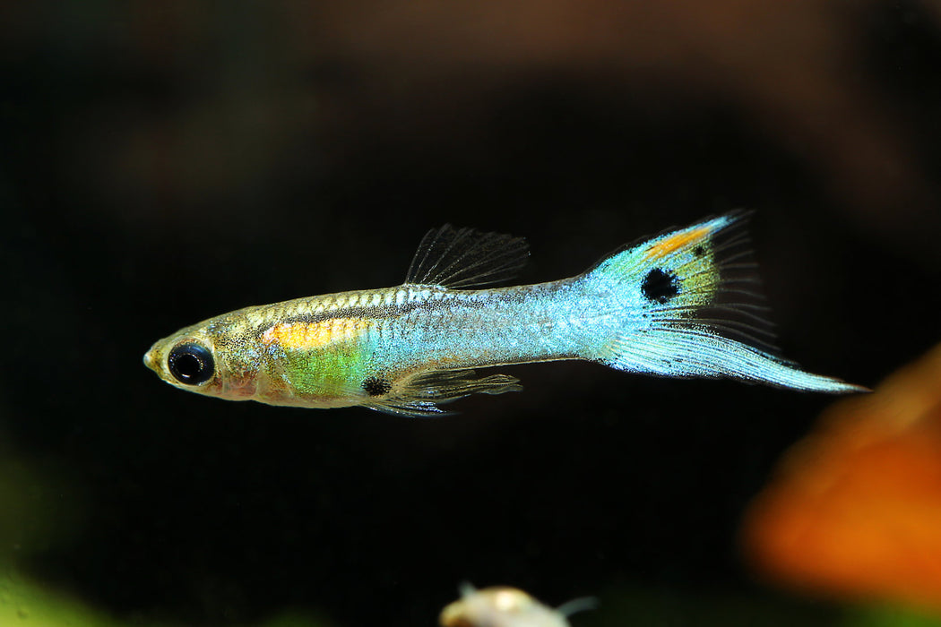 (CGP-000) Thai Blue Endler Guppy MALE (5 Fish Pack)