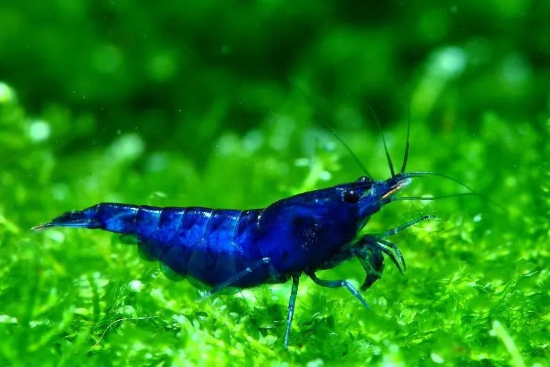Live Freshwater Aquarium Premium Best Quality Blue Dream Shrimp 5/$25, 10/$45, 20/$85 (FS-013)R9B2, R9B14