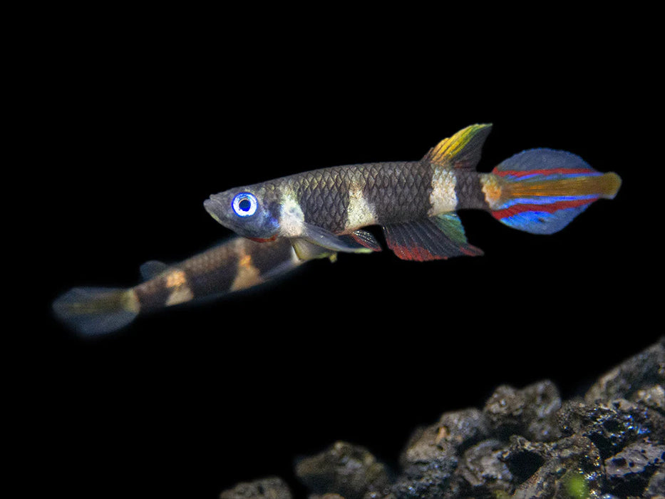 Live Tropical Freshwater Clown Killifish / Rocket Killifish (Epiplatys annulatus) R13B17