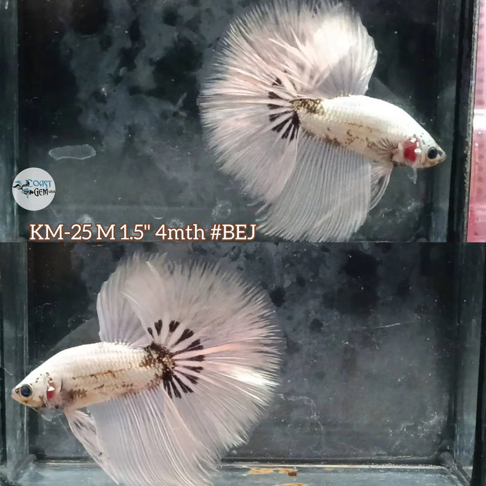 Copper scales light tone Over halfmoon male betta