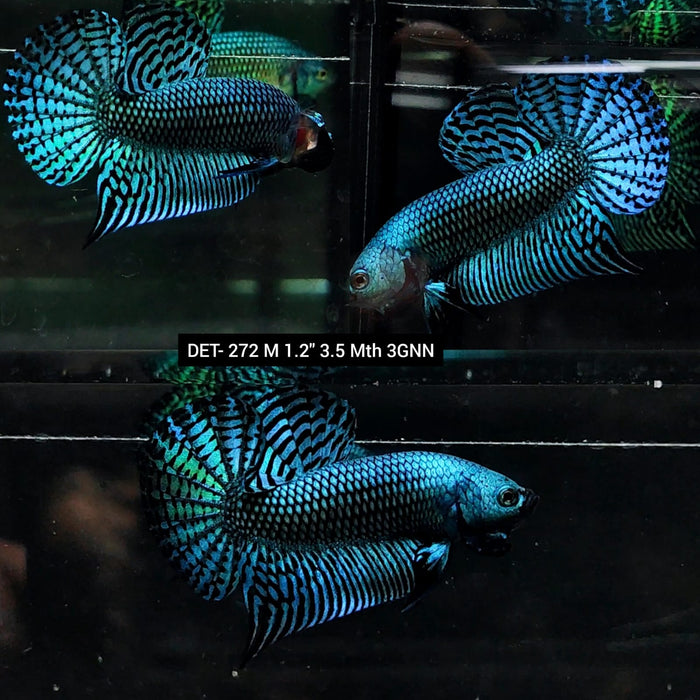 Live Betta Fish Male High Grade Alien Gray Green (DET-272) What you see is what you get!