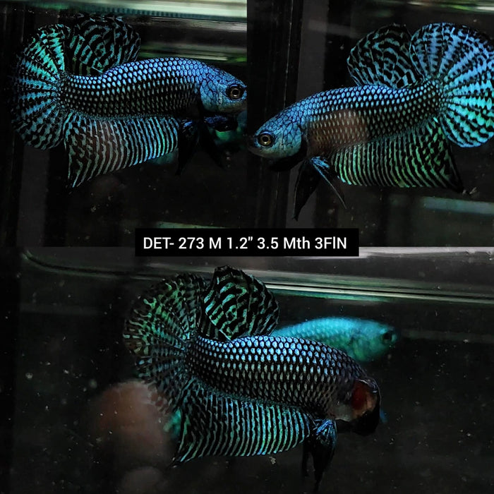Live Betta Fish Male High Grade Alien Gray Green (DET-273) What you see is what you get!