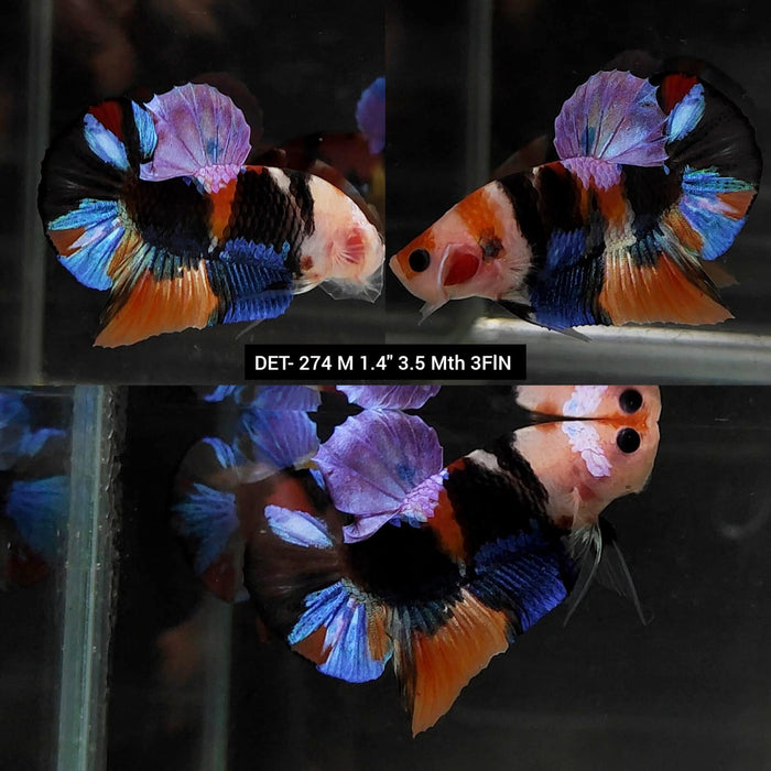 Live Betta Fish Male Plakat High Grade Galaxy Nemo (DET-274) What you see is what you get!