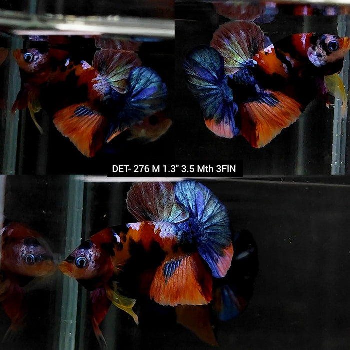 Live Betta Fish Male Plakat High Grade Orange Color Galaxy (DET-276) What you see is what you get!