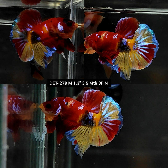 Live Betta Fish Male Plakat High Grade Fancy Galaxy (DET-278) What you see is what you get!