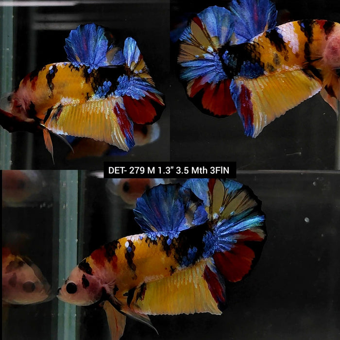 Live Betta Fish Male Plakat High Grade Yellow Koi Fancy (DET-279) What you see is what you get!