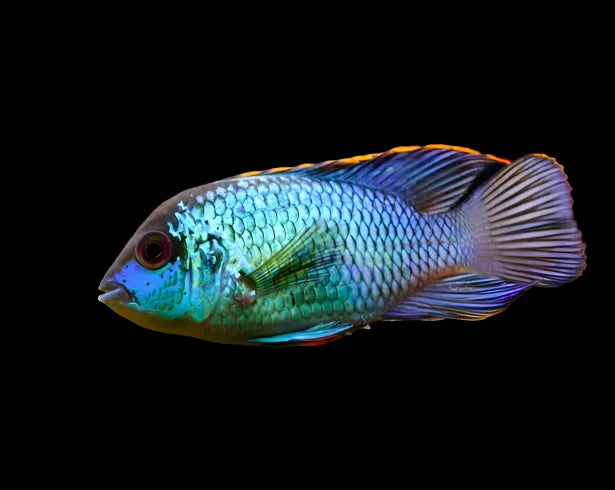 Live Tropical Freshwater Fish Electric Blue Acara 2.00 inch (CHD-147)