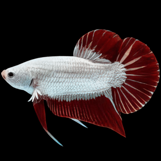 Female Betta Fish Red Dragon Sorority Buy 4 Get 1 Free (CBG-005-RED)