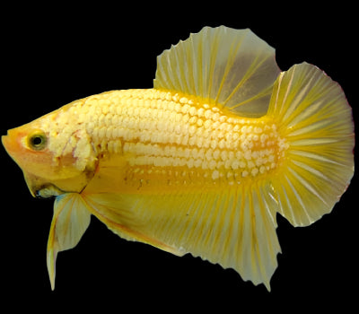 Female Betta Fish Yellow Dragon Sorority Buy 4 Get 1 Free (CBG-005-YELLOW)