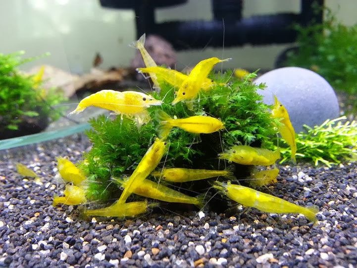 Live Freshwater Aquarium Premium Yellow Fire 24k Shrimp 5/$20, 10/$35, 20/$65 (FS-037)R9B12, R9C5