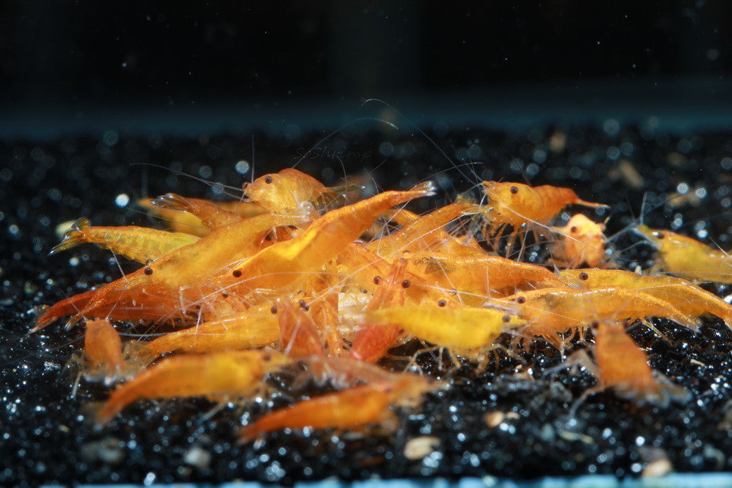 Live Freshwater Aquarium High Quality Orange Sakura Shrimp 5/$18, 10/$30 (Neocaridina sp.)(FS-22)U176