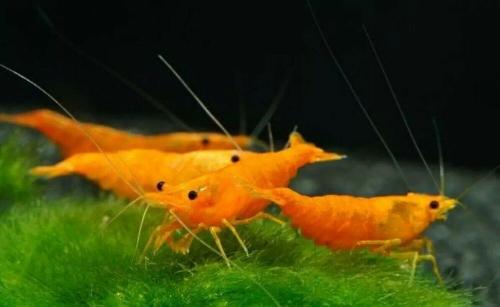 Live Freshwater Aquarium Premium Quality Sunkist (Orange Pumpkin) Shrimp Neocaridina 5/$18, 10/$30, 20/$50 (FS-25)U123