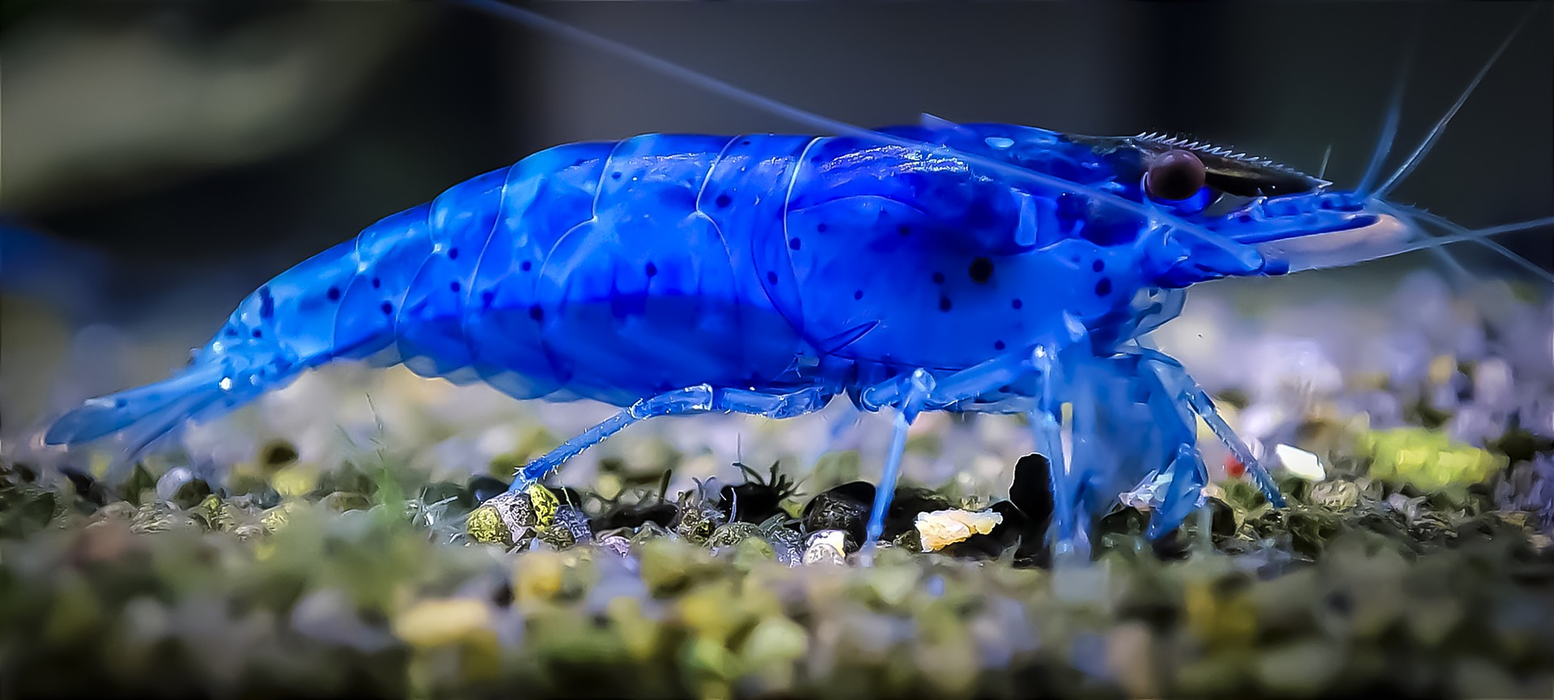 Live Freshwater Aquarium Blue Velvet Neocaradina Shrimp - 5/$25 , 10/$45, 20/$85 (FS-039)R9B11, R9C18