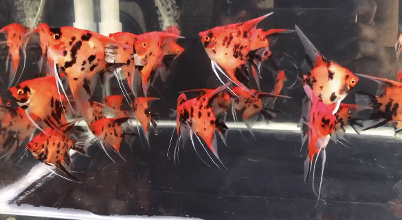 Live Freshwater Aquarium Red Devil Angelfish Small American Cichlid 2'' (TROP- )U031