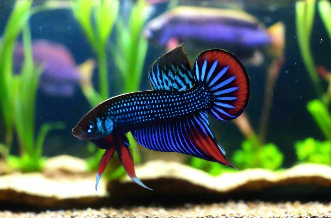 Live Wild Betta Male Blue/Red Imbellis (CBM-1060) BUY 4 GET 1 FREE MIX & MATCH