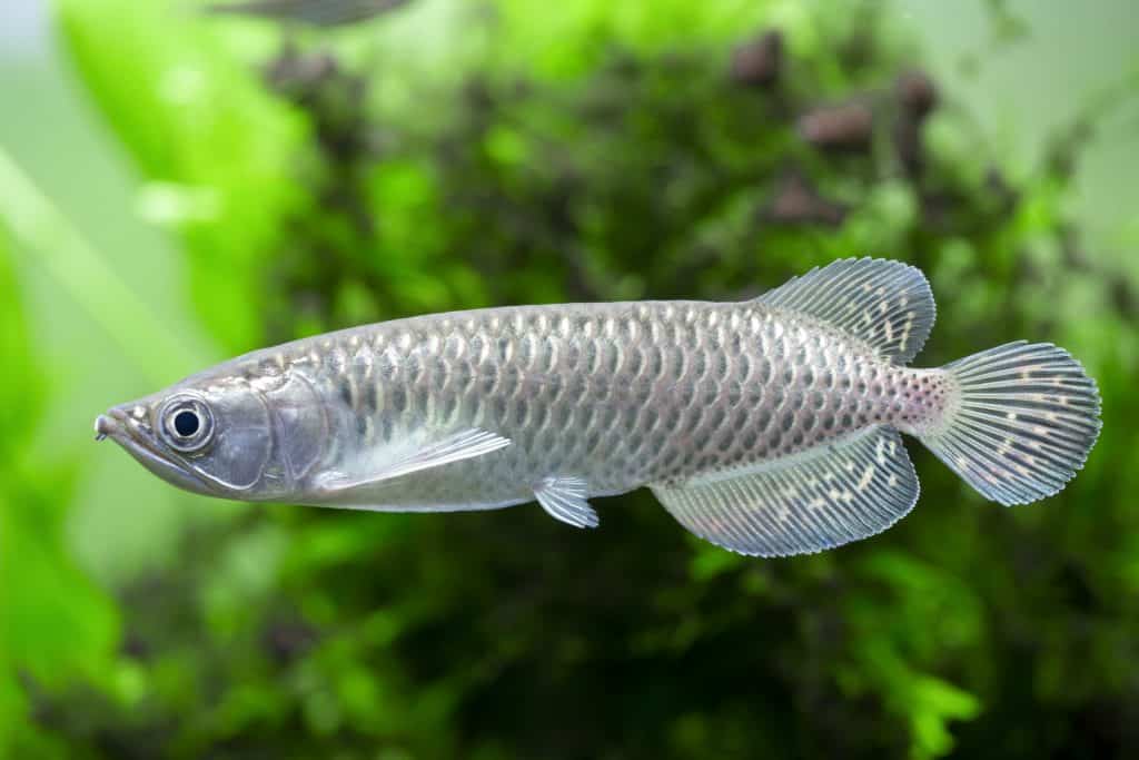 Tropical Freshwater Fish Jardini Arowana (Scleropages jardinii) 5" (TROP-312)U002,U004