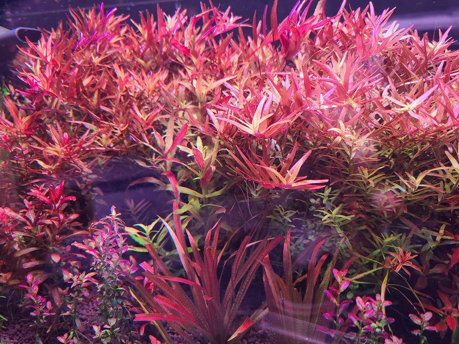 Limnophila Aromatica Red Belem POT