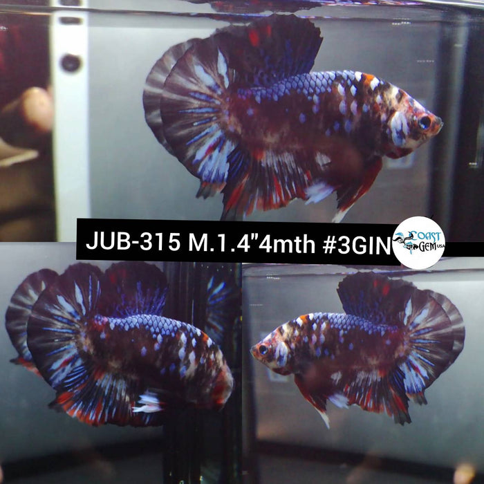 Live Betta Fish Male Plakat High Grade Blue Color Galaxy (JUB-315) What you see is what you get