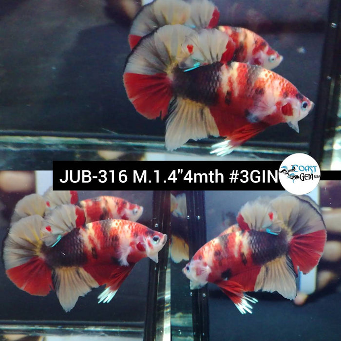 Live Betta Fish Male Plakat High Grade Galaxy Nemo (JUB-316) What you see is what you get