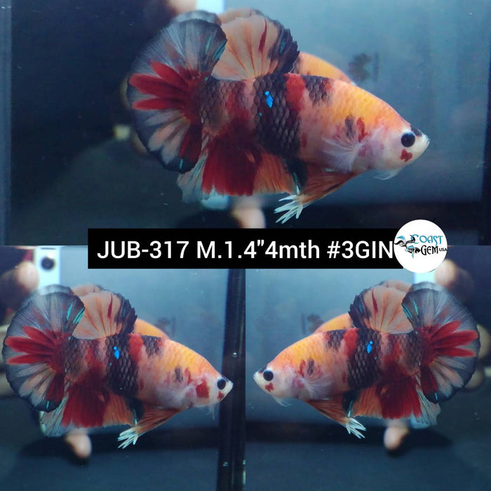 Live Betta Fish Male Plakat High Grade Galaxy Nemo (JUB-317) What you see is what you get