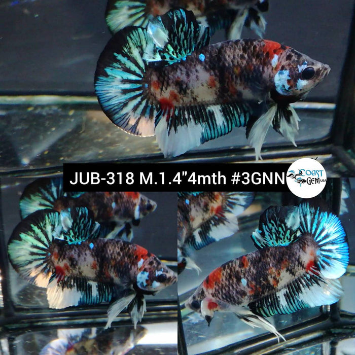 Live Betta Fish Male Plakat High Grade Fancy Galaxy (JUB-318) What you see is what you get
