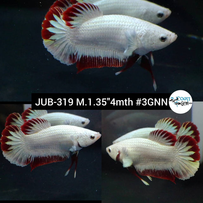 Live Betta Fish Male Plakat High Grade Red Dragon (JUB-319) What you see is what you get