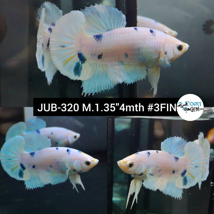 Live Betta Fish Male Plakat High Grade White Dumbo Fancy Koi (JUB-320) What you see is what you get