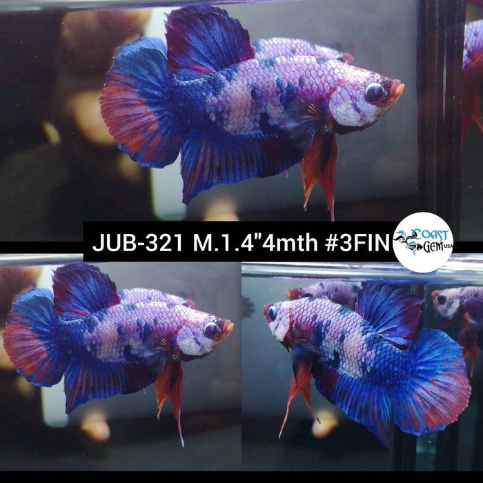 Live Betta Fish Male Plakat High Grade Koi Galaxy (JUB-321) What you see is what you get