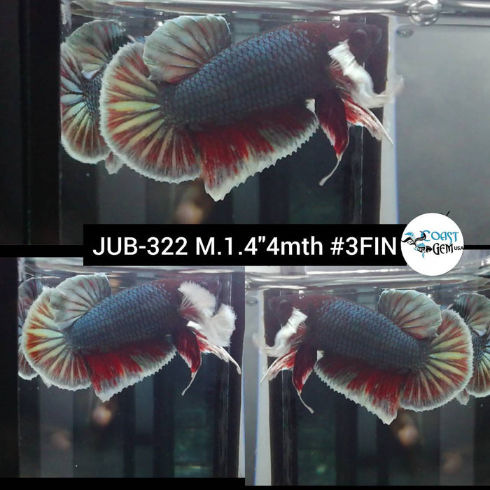 Live Betta Fish Male Plakat High Grade Big Dumbo (JUB-322) What you see is what you get