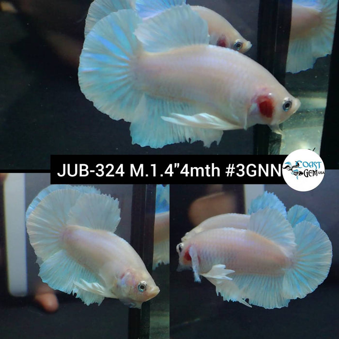 Live Betta Fish Male Plakat High Grade White Marble (JUB-324) What you see is what you get