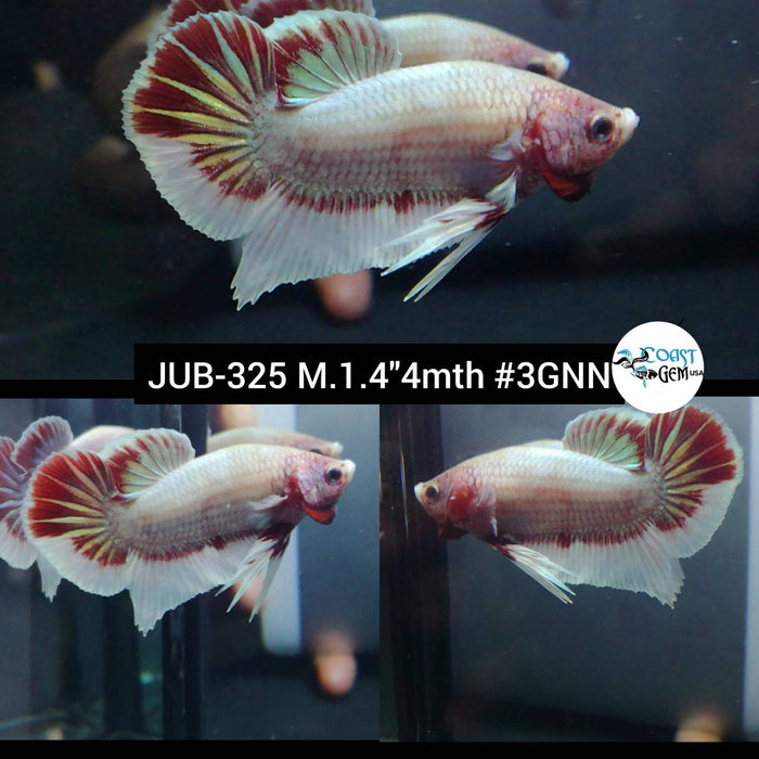 Live Betta Fish Male Plakat High Grade Pink Dumbo (JUB-325) What you see is what you get