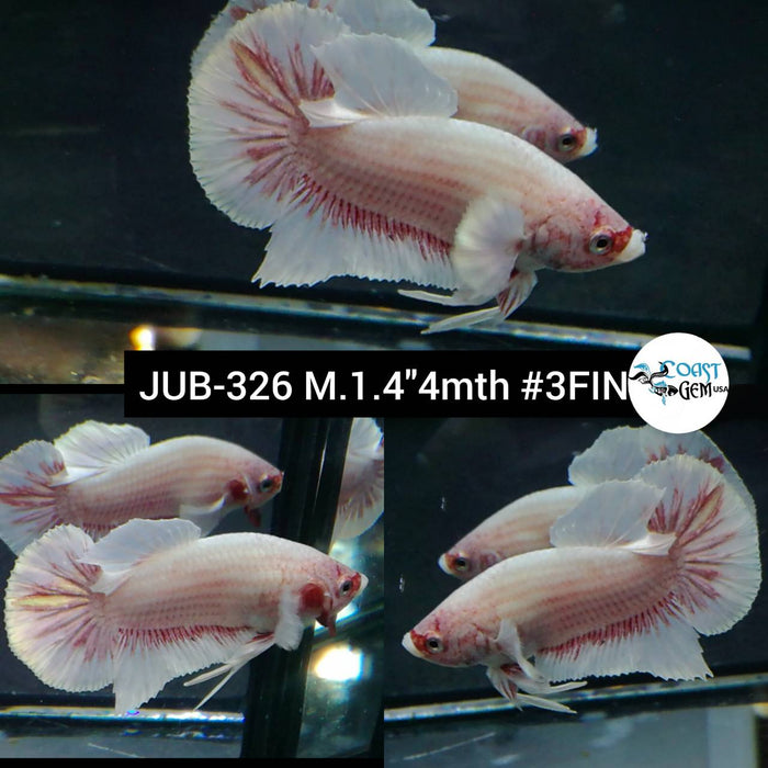 Live Betta Fish Male Plakat High Grade Pink Dumbo (JUB-326) What you see is what you get