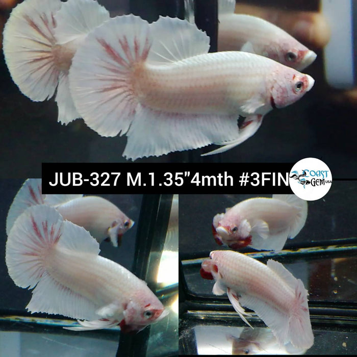 Live Betta Fish Male Plakat High Grade Dumbo (JUB-327) What you see is what you get