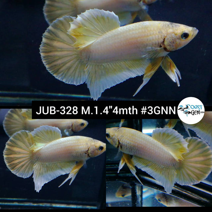 Live Betta Fish Male Plakat High Grade Yellow Koi (JUB-328) What you see is what you get